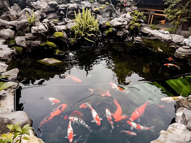假山錦鯉魚池
